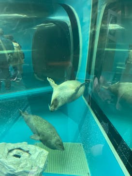 しながわ水族館に投稿された画像（2023/11/23）