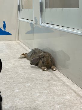 アニタッチアクアシティお台場に投稿された画像（2023/11/23）