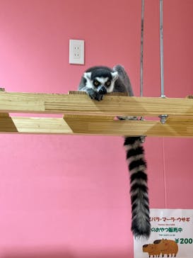 アニタッチアクアシティお台場に投稿された画像（2023/11/23）