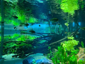 カワスイ 川崎⽔族館に投稿された画像（2023/11/23）