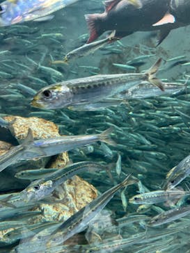 サンシャイン水族館に投稿された画像（2023/11/23）