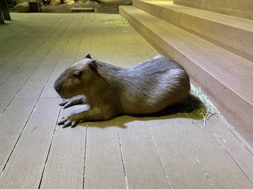 カワスイ 川崎⽔族館に投稿された画像（2023/11/23）