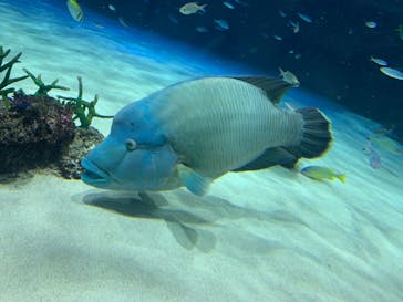 サンシャイン水族館に投稿された画像（2023/11/23）