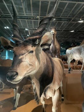 国立科学博物館に投稿された画像（2023/11/23）