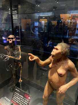 国立科学博物館に投稿された画像（2023/11/23）