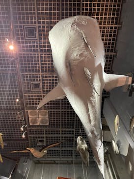 国立科学博物館に投稿された画像（2023/11/23）