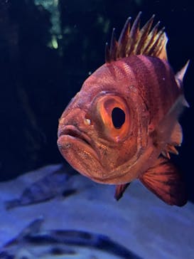 サンシャイン水族館に投稿された画像（2023/11/23）