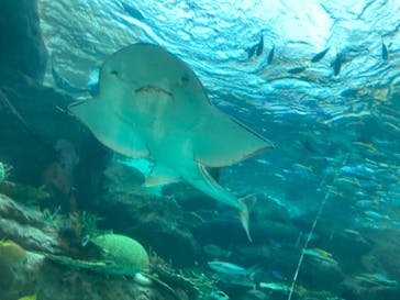 名古屋港水族館に投稿された画像（2023/11/23）