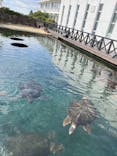 串本海中公園水族館に投稿された画像（2023/11/23）