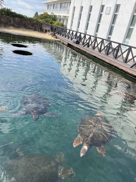 串本海中公園水族館に投稿された画像（2023/11/23）