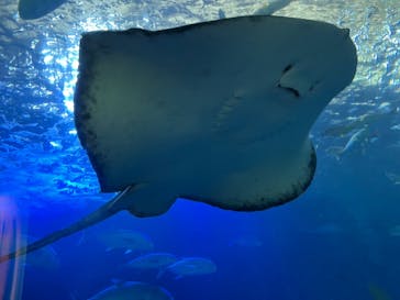 串本海中公園水族館に投稿された画像（2023/11/23）