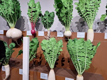 特別展「和食 ～日本の自然、人々の知恵～」に投稿された画像（2023/11/23）