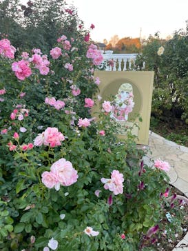 京成バラ園に投稿された画像（2023/11/23）