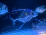 大分マリーンパレス水族館 「うみたまご」に投稿された画像（2023/11/23）