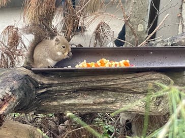 那須どうぶつ王国に投稿された画像（2023/11/23）