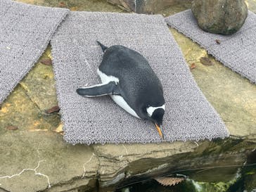 那須どうぶつ王国に投稿された画像（2023/11/23）