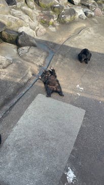 奥飛騨クマ牧場に投稿された画像（2023/11/23）