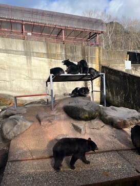 奥飛騨クマ牧場に投稿された画像（2023/11/23）