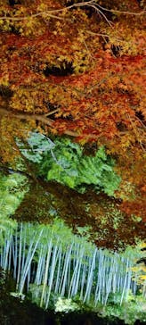 国営昭和記念公園 秋の夜散歩に投稿された画像（2023/11/23）