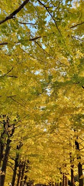 国営昭和記念公園 秋の夜散歩に投稿された画像（2023/11/23）