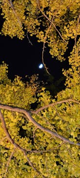 国営昭和記念公園 秋の夜散歩に投稿された画像（2023/11/23）