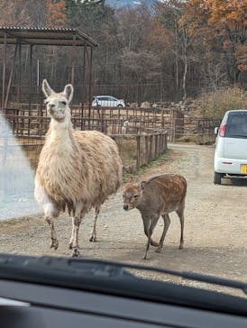東北サファリパークに投稿された画像（2023/11/23）