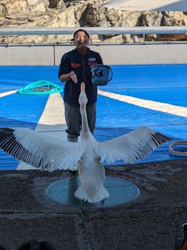 大分マリーンパレス水族館 「うみたまご」に投稿された画像（2023/11/23）