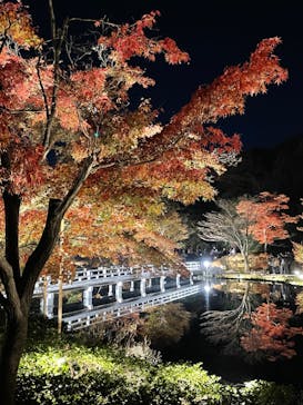 国営昭和記念公園 秋の夜散歩に投稿された画像（2023/11/23）