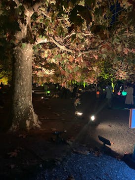 NAKED 紅葉の新宿御苑2023に投稿された画像（2023/11/23）