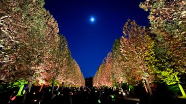 NAKED 紅葉の新宿御苑2023に投稿された画像（2023/11/23）