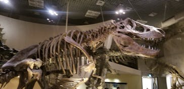 国立科学博物館に投稿された画像（2023/11/23）