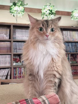 猫カフェモカ　池袋東口店に投稿された画像（2023/11/23）