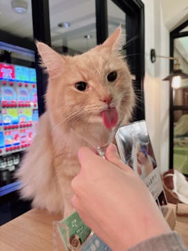 猫カフェモカ　池袋東口店に投稿された画像（2023/11/23）