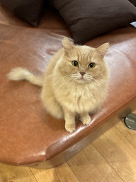 猫カフェモカ　池袋東口店に投稿された画像（2023/11/23）