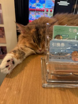 猫カフェモカ　池袋東口店に投稿された画像（2023/11/23）