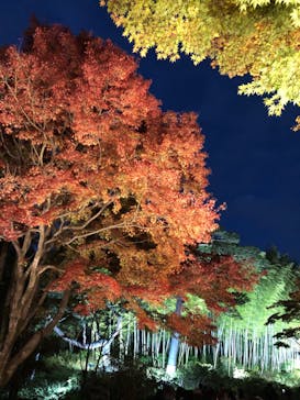 国営昭和記念公園 秋の夜散歩に投稿された画像（2023/11/23）