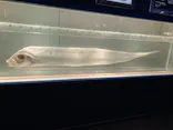 名古屋港水族館に投稿された画像（2023/11/23）