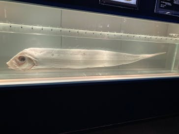 名古屋港水族館に投稿された画像（2023/11/23）