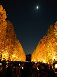 NAKED 紅葉の新宿御苑2023に投稿された画像（2023/11/23）