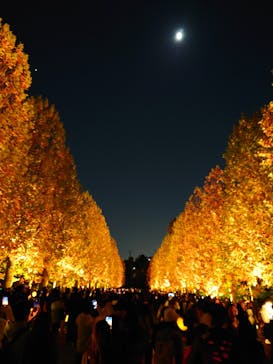 NAKED 紅葉の新宿御苑2023に投稿された画像（2023/11/23）