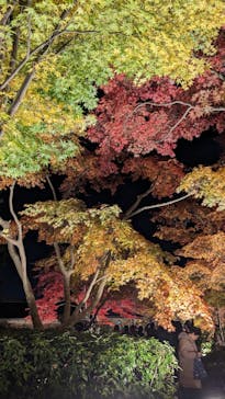 国営昭和記念公園 秋の夜散歩に投稿された画像（2023/11/23）