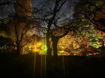 NAKED 紅葉の新宿御苑2023に投稿された画像（2023/11/23）