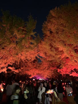 国営昭和記念公園 秋の夜散歩に投稿された画像（2023/11/23）