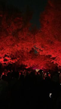 国営昭和記念公園 秋の夜散歩に投稿された画像（2023/11/23）