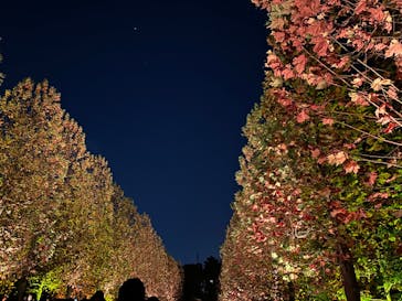 NAKED 紅葉の新宿御苑2023に投稿された画像（2023/11/23）