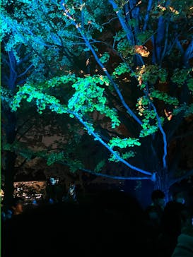 国営昭和記念公園 秋の夜散歩に投稿された画像（2023/11/23）