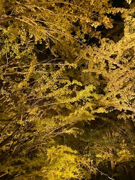 国営昭和記念公園 秋の夜散歩に投稿された画像（2023/11/23）