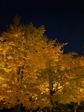 国営昭和記念公園 秋の夜散歩に投稿された画像（2023/11/23）