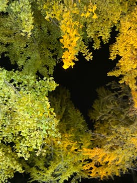 国営昭和記念公園 秋の夜散歩に投稿された画像（2023/11/23）