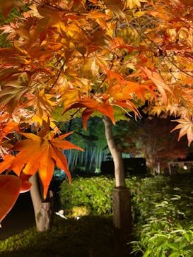 国営昭和記念公園 秋の夜散歩に投稿された画像（2023/11/23）